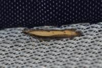 Mesophleps trinotella