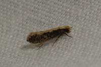 Monopis crocicapitella