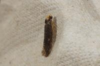 Monopis imella