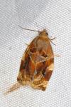 Archips xylosteana
