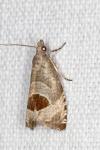 Notocelia uddmanniana