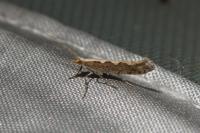 Plutella xylostella