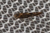 Coccidiphila