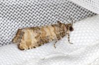 Piniphila bifasciana