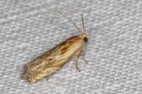 Eucosma