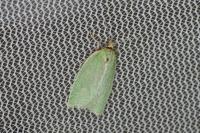 Tortrix viridana