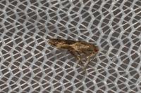 Oinophila v-flavum