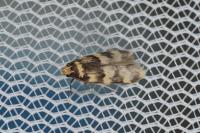 Oegoconia caradjai