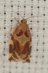 Archips xylosteana