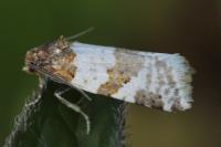 Periclepsis cinctana