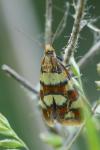 Aethes tesserana