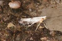Argyresthia semifusca/spinosella