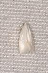 Elachista argentella