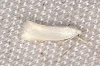 Elachista argentella