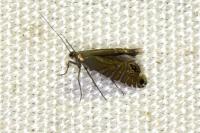 Glyphipterix thrasonella