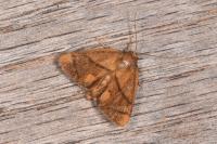 Apoda limacodes