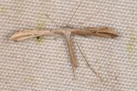 Emmelina monodactyla