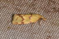 Agapeta hamana