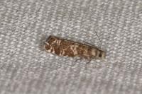 Epinotia tedella