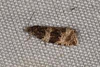 Celypha cespitana