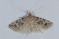 Alucita hexadactyla