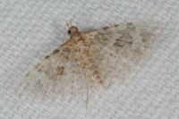 Alucita hexadactyla