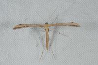 Emmelina monodactyla