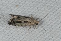 Epinotia granitana