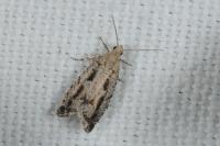 Epinotia granitana