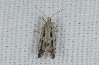 Epinotia granitana