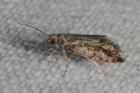 Epinotia granitana