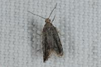 Epinotia granitana