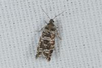 Epinotia tedella