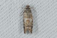 Epinotia tedella