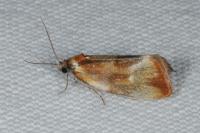 Eulia ministrana