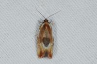 Eulia ministrana