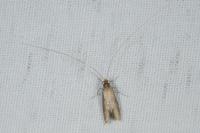 Nematopogon