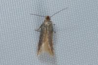 Stigmella