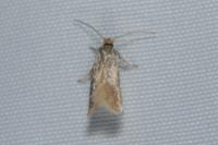 Stigmella