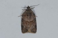 Syndemis musculana