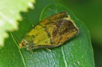 Ptycholoma lecheana