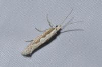 Plutella xylostella