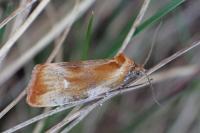 Eulia ministrana