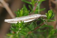 Pleurota bicostella