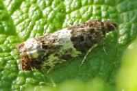 Notocelia trimaculana