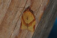 Clepsis consimilana