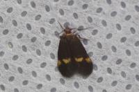 Borkhausenia minutella