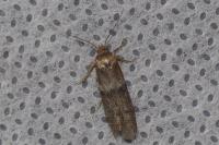 Blastobasis phycidella