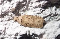 Agonopterix