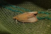 Celypha rufana